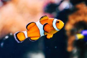 德甲联赛赛程揭幕战，揭开新赛季的序幕德甲联赛赛程揭幕战